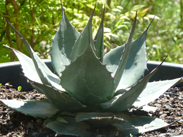 images/manifestation/agave-web.jpg