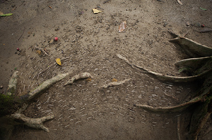 images/manifestation/maria_laet.jpg