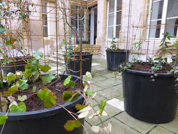 images/manifestation/Jardin-web.jpg