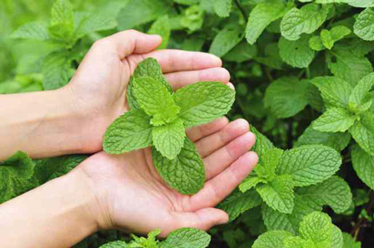 images/manifestation/Menthe-web.jpg