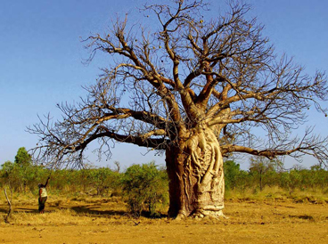 images/manifestation/Songlines.jpg