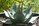 agave_web