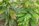 mahonia_web