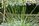 yucca_web