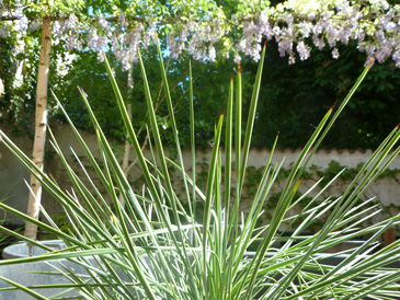 images/manifestation/yucca-web.jpg
